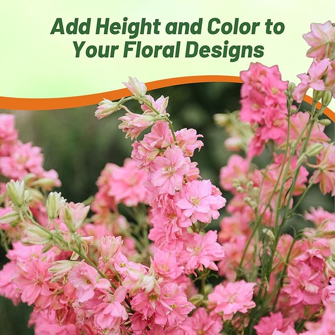 Outsidepride Delphinium Rose Larkspur Seeds for Planting Outdoors - 2000 Pcs Annual, Self-Seeding, Heat & Drought Tolerant Wildflower Seeds, Colorful Blooms for Flower Arrangement & Pollinator Garden