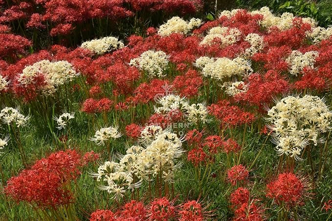 Heirloom Red Spider Lily (Lycoris Radiata) Bulbs, Fall Blooming Perennial, Perfect for Southern Climates, Pack of 10 Bulbs by The Southern Bulb Company