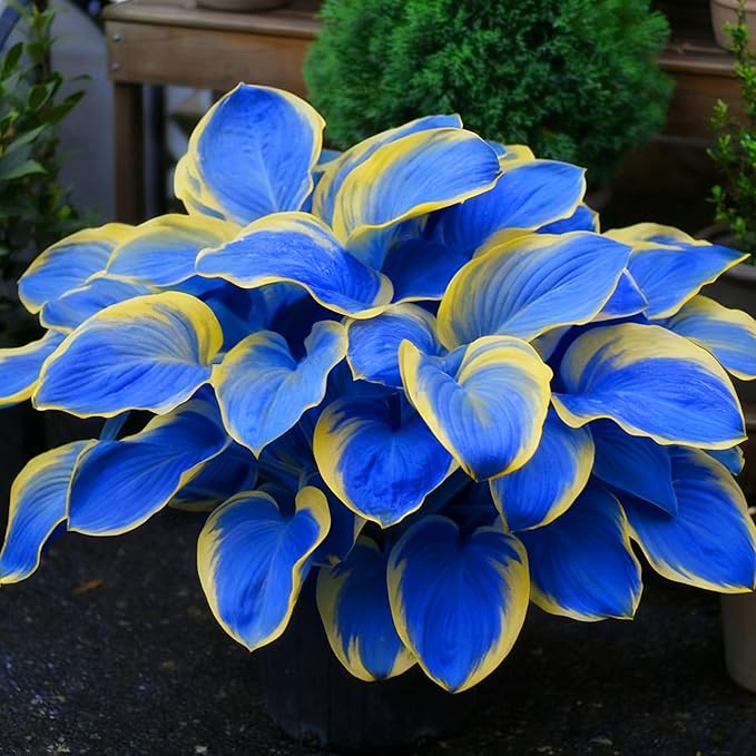 Hosta Seeds for Planting, 295+pcs Perennial Rare Hosta Flower Seeds Plants, Non-GMO Heirloom Long Blooming Plants Shaded Entry Pathway Rare Flowers for Garden Outdoors