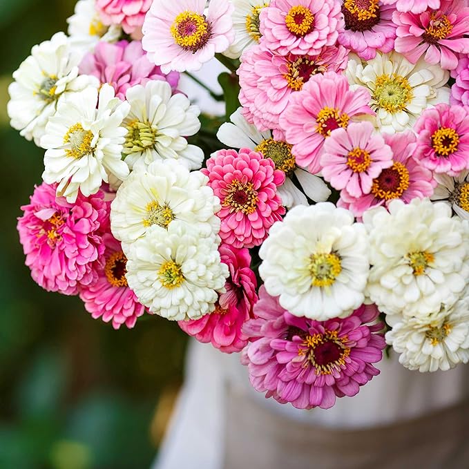 Eden Brothers Zinnia Seeds - Isn't This Romantic Mix, Non-GMO Seeds for Planting, 1 oz | Low-Maintenance Flower Seeds, Plant During Spring, Zones 3, 4, 5, 6, 7, 8, 9, 10