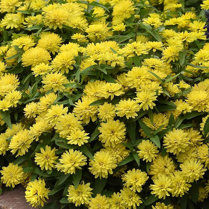 Eden Brothers Zinnia Seeds - Zahara Double Yellow