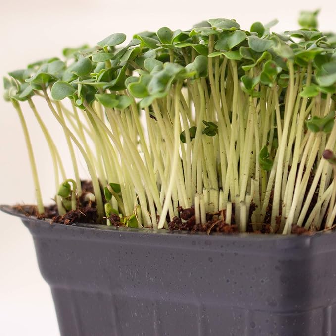 Broccoli Microgreens Seeds - 4 Oz ~4000 Seeds - High Germination, Premium Seed for Growing Broccoli Micro Greens - Non-GMO