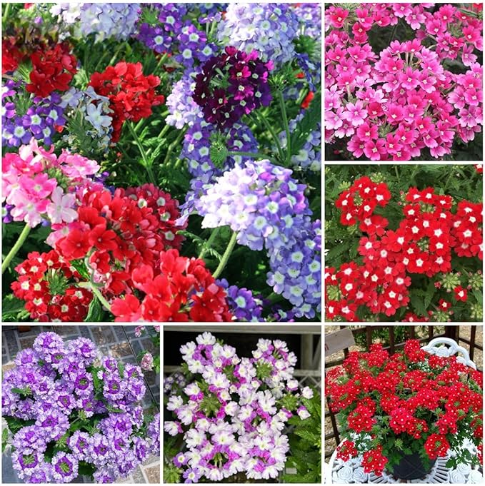 1500 Mixed Color Verbena Seeds - Dense Colorful Small Blooms, Cold & Heat-Tolerant Groundcover Flowers, Perfect for Garden Borders, Easy to Propagate