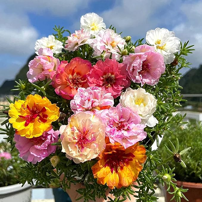 Moss Rose Seeds, 20,000+ Bulk Flower Seeds for Planting Outdoors(99% Pure Live, Non-GMO), Mixed Colors and Large Blooms, Attracts Pollinators, Easy to Grow