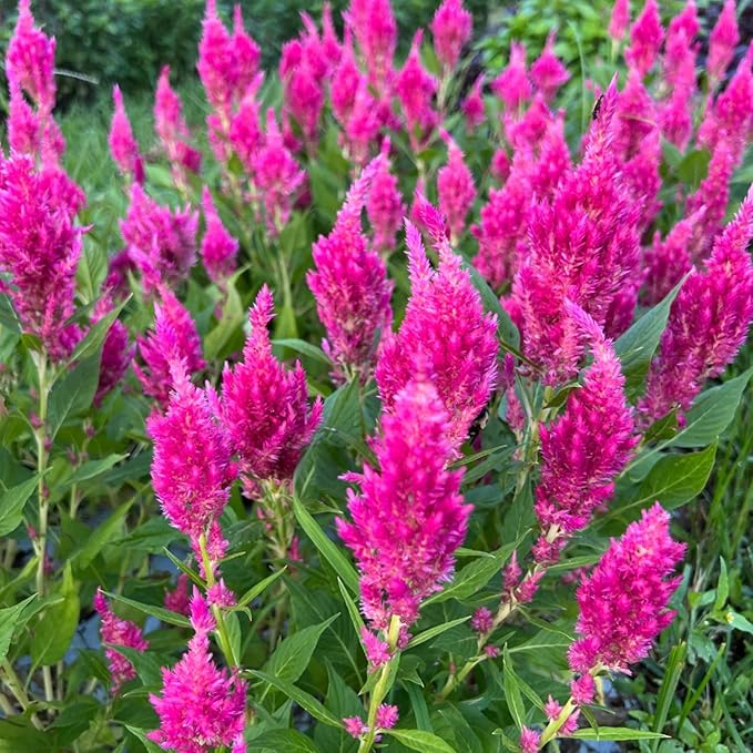 1000 Seeds Pink Celosia Spicata Flamingo Flower Perennial Flower Seeds for Planting