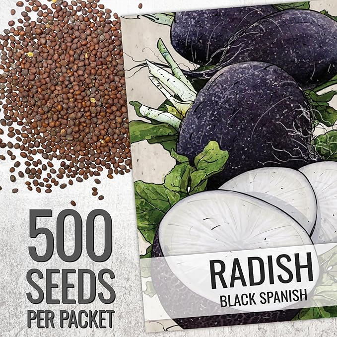 Seed Needs Radish Seeds for Planting Black Spanish Radishes - Non-GMO, Heirloom & Untreated - Grow a Home Grown Vegetable Garden - Cool Weather Crops (5 Packs)