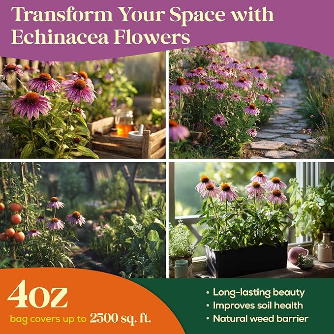 Seedphony Echinacea Seed Pack 4 oz - 37,500 Non-GMO Heirloom Echinacea Seeds for Planting, Perennial Flowers in Waterproof Seed Packet, Coneflower Seeds for Planting Garden Indoor & Outdoor Gardening