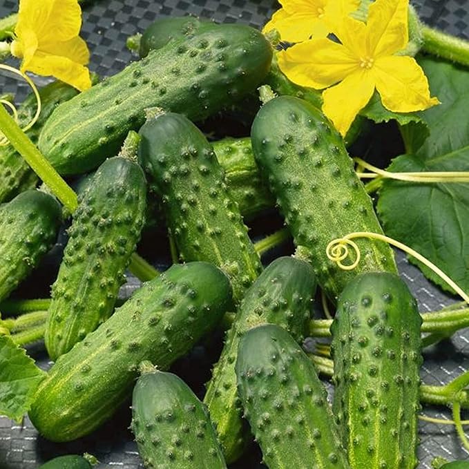 Organic Calypso Cucumber F1 – Hybrid Pickling 4 Oz Seeds – 52 Days – Gynoecious with Pollinator – High Yields – Disease Resistant – Non-GMO – Open Field & Container Growing
