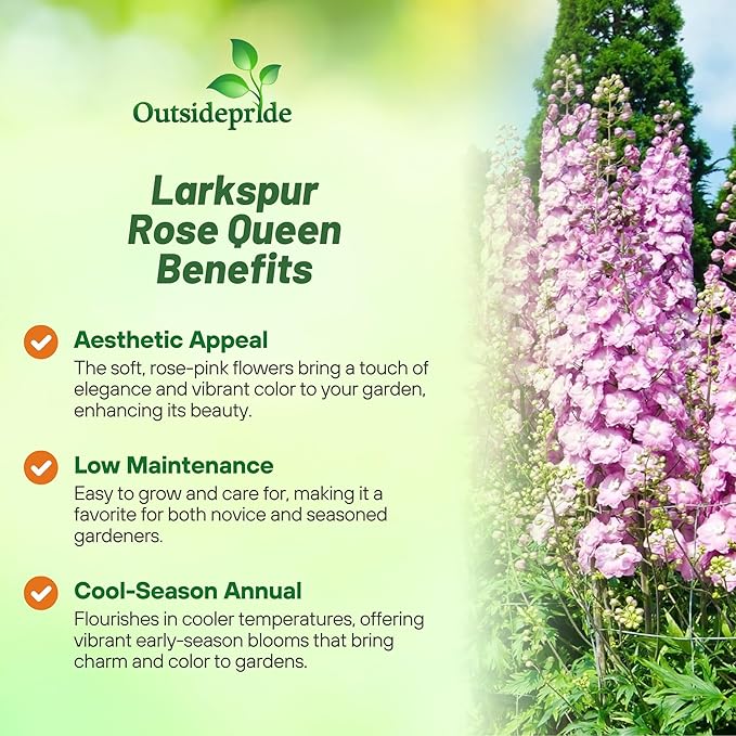 Outsidepride Delphinium Rose Larkspur Seeds for Planting Outdoors - 1000 Pcs Annual, Self-Seeding, Heat & Drought Tolerant Wildflower Seeds, Colorful Blooms for Flower Arrangement & Pollinator Garden