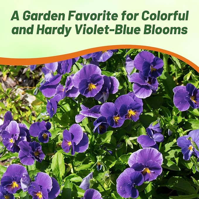 Outsidepride Admiration Viola Pansy Seeds for Planting - 1000 Pcs. Perennial, Cold-Hardy & Pollinator Friendly Flowers with Fragrant Blooms for Garden Beds, Borders & Container Displays