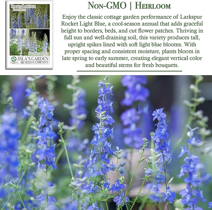 Larkspur Rocket Light Blue Flower Seeds (Delphinium ajacis) – 250+ Heirloom Non-GMO Seeds by Isla’s Garden Seeds, Tall Spikes for Cut Flowers, Cottage Garden Favorite, Cool-Season Annual Blooms