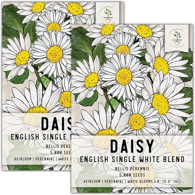 Seed Needs, English Daisy Seeds - 1,000 Heirloom Seeds for Planting Bellis perennis - White Blooms, Perennial Flowering Plants for an Outdoor Garden (2 Packs)