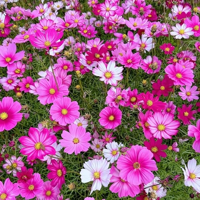 Cosmos Flower Seeds 1000pcs – Non-GMO Annual Wildflower Seeds – Ideal for Garden & Outdoor Planting