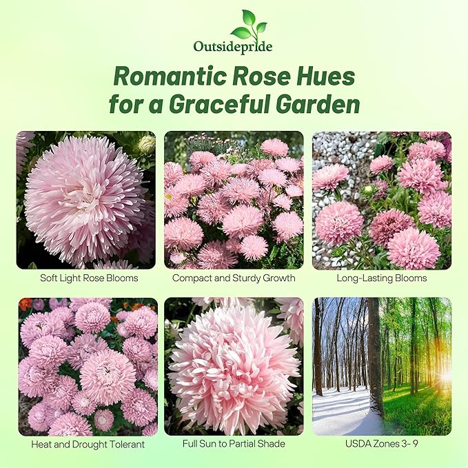 Outsidepride Gremlin Aster Seeds - 2000 Pcs. Annual, Hardy & Pollinator Friendly Flower Seeds for Planting Vibrant Light Rose Blooms and Oval-Shaped Leaves, Great for Meadows & Aesthetic Gardens