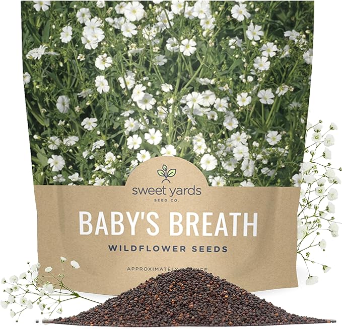 Showy Baby's Breath Seeds – Bulk Quarter Pound Bag – Over 80,000 Open Pollinated Non-GMO Wildflower Seeds – Gypsophila elegans – Quick Blooming White Flowers