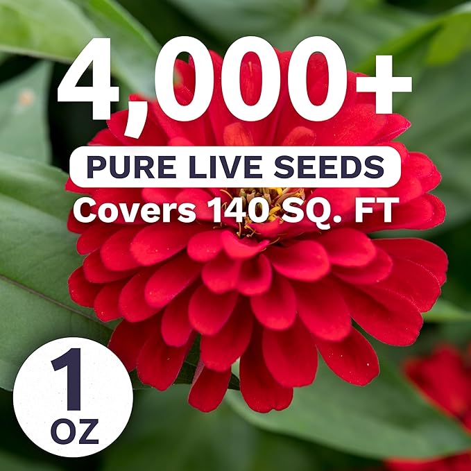 Zinnia Cherry Queen – Large 1 Ounce Packet – 4,000 Flower Seeds for Planting – Zinnia elegans