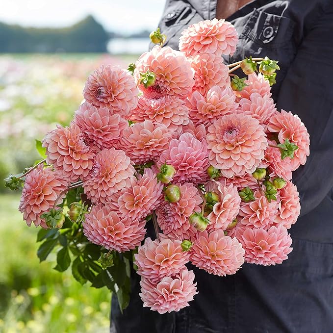 Eden Brothers Dahlia Bulbs (Ball) - Linda's Baby, Non-GMO Bulbs for Planting, 2 Bulbs | Low-Maintenance Flower Bulbs, Plant During Spring, Zones 8, 9, 10, 11