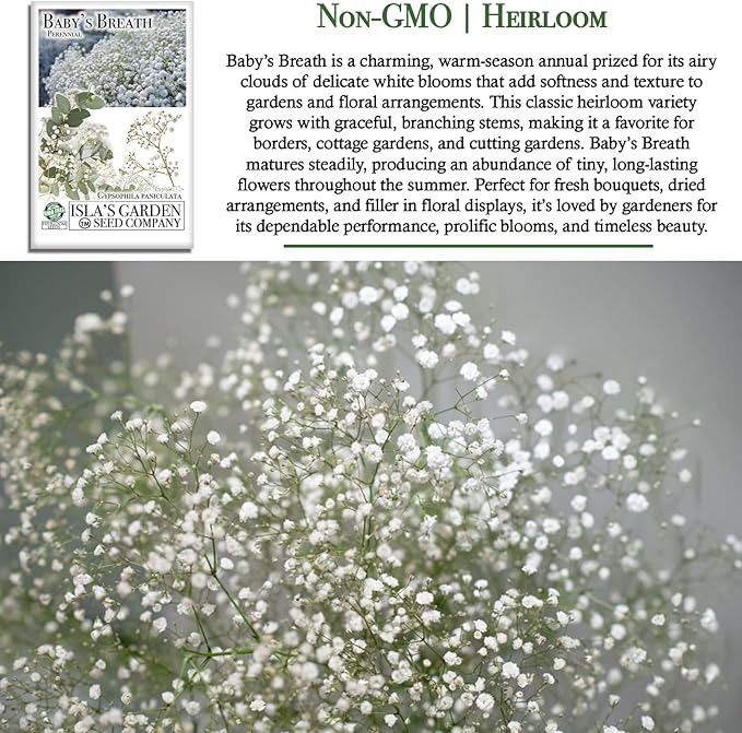Perennial Baby’s Breath Seeds (Gypsophila) – 500+ Heirloom Non-GMO Seeds by Isla’s Garden Seeds, Delicate White Blooms, Perfect for Cut Flowers, Borders & Cottage Gardens
