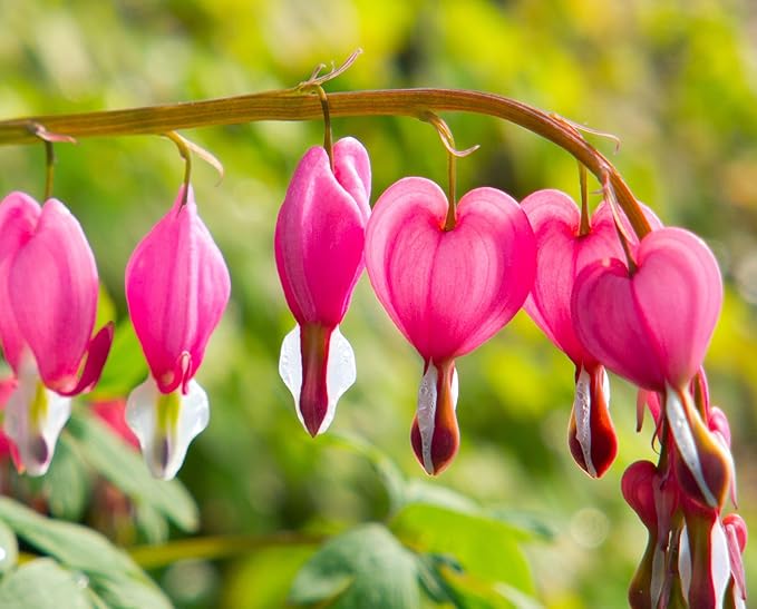 20 pcs Rare Mix Color Red Pink Purple White Bleeding Heart Seeds Shade Flower Garden Home Outdoor Indoor