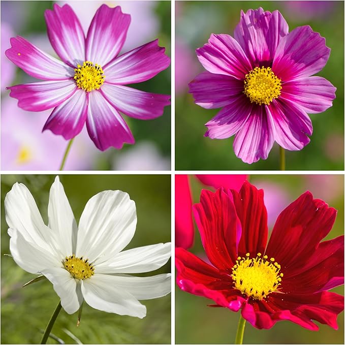 Seed Needs, Cosmos Seed Packet Variety Pack Collection (8 Individual Cosmos Wildflowers for Planting) Heirloom & Open Pollinated