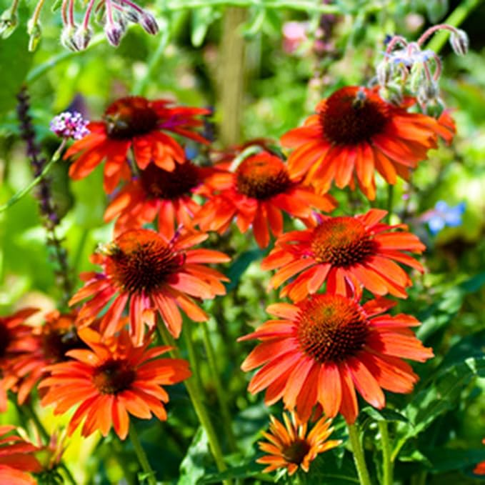 1000pcs Echinacea Coneflower Seeds for Planting, Non-GMO Heirloom Perennial Rare Echinacea Flower Plant Seeds, Landscape Hardy Garden Flowers for Outdoors