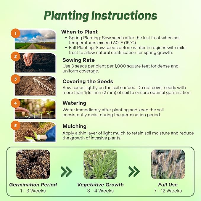 Outsidepride 100 Seeds Perennial Pennisetum Alopecuroides Fountain Ornamental Grass Seed for Planting