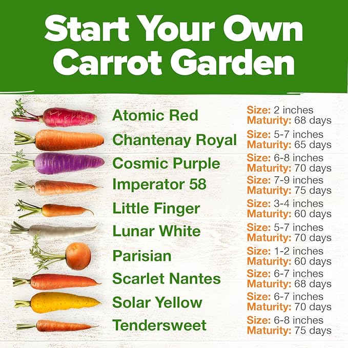HOME GROWN Rainbow Carrot Seeds 2500+ Heirloom Seeds (10 Varieties) – High Germination, Vegetable Seeds for Planting Indoors or Outdoor Home Garden