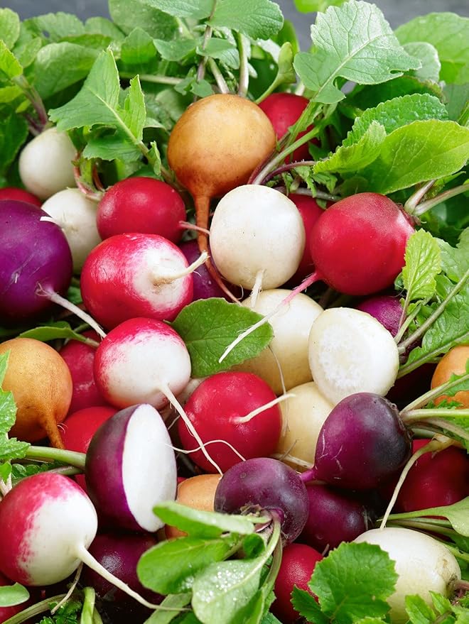 KIRA SEEDS - Seeds Radish Rainbow Mix Harvest Within 25 Days - Heirloom Vegetable - GMO Free