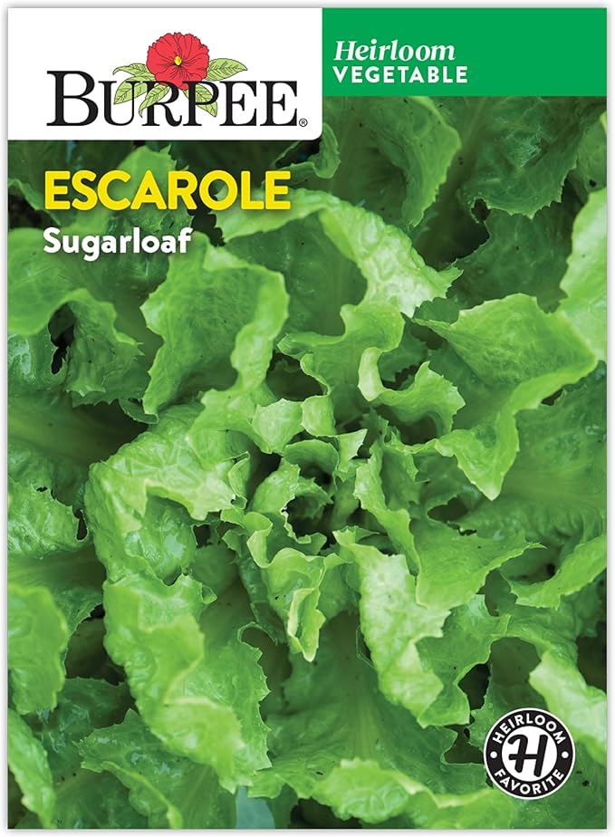 Burpee Sugarloaf Escarole Seeds - Romaine-Type Endive Greens