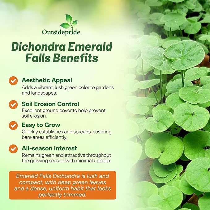 Outsidepride Perennial Dichondra Emerald Falls Seed - 15 Pcs Drought & Heat Tolerant, Low-Growing, Ground Cover Seeds for Planting Lush Green Ground Cover for Gardens, Pathways & Container Planting
