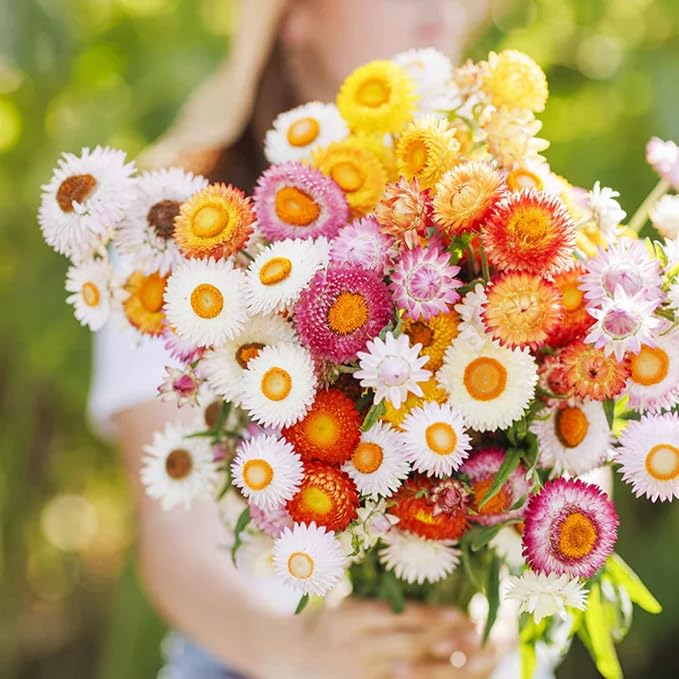1500+ Mixed Color Strawflower Seeds Annual Strawflower Seeds for Planting Non-GMO Seeds Ornamental Flowering Plant High Germination Rate Beautiful Potted Plants