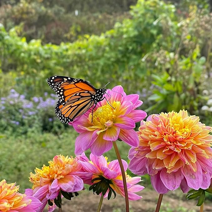 380+ Mixed Dahlia Seeds - Heirloom Non-GMO Flower Seeds, Vibrant Multi-Color Blooms, Cut & Come Again, Attracts Bees & Butterflies for Gardens