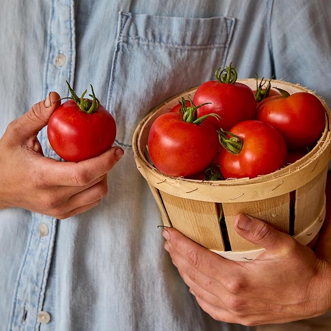 Burpee 'Fourth of July Hybrid' Tomato Seeds - Non-GMO, Indeterminate, Slicer Tomato, 90mg Seed Packet for Planting