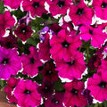 Petunia Hulahoop Series Burgundy ~25 Seeds – Pelleted Grandiflora Mix, 3" Bicolored Picotee Blooms, 98–105 Days, Annual for Zones 6-11, Easy Container Flower