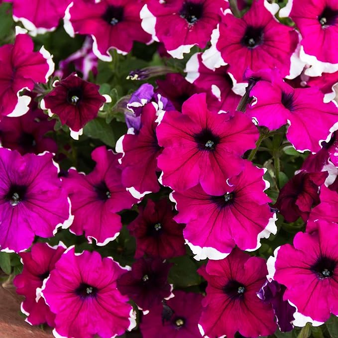 Petunia Hulahoop Series Burgundy ~25 Seeds – Pelleted Grandiflora Mix, 3" Bicolored Picotee Blooms, 98–105 Days, Annual for Zones 6-11, Easy Container Flower