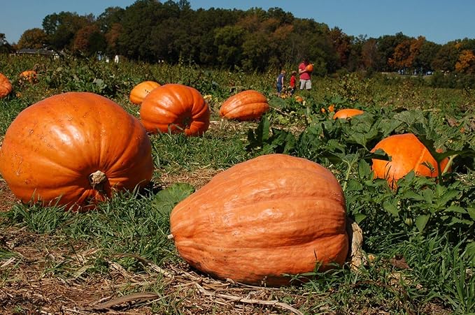 SeedsUP - 10+ Seeds Pumpkin Titan Weight 200 lbs - Vegetable Orange