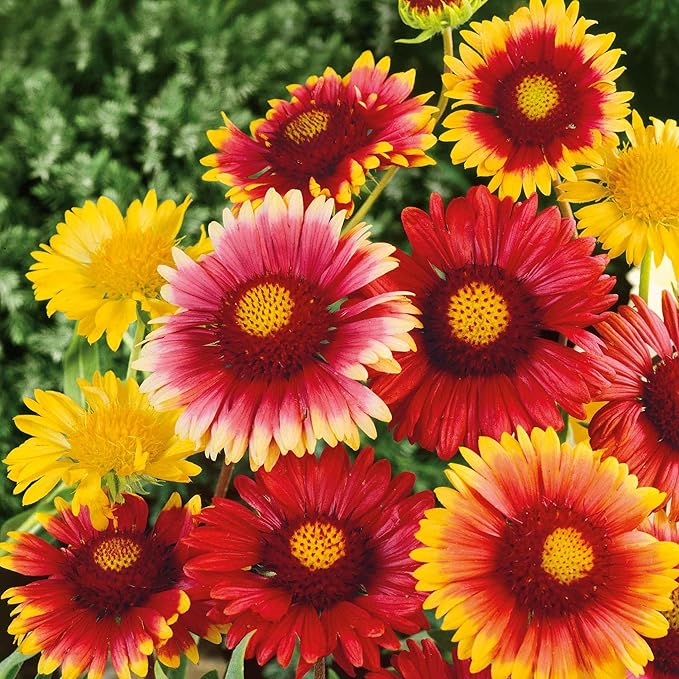Eden Brothers Blanket Flower Seeds - Single Mix