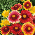 Eden Brothers Blanket Flower Seeds - Single Mix