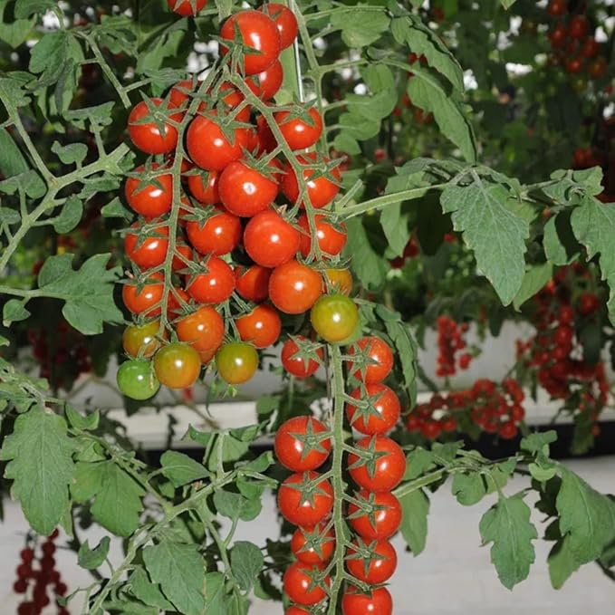 200pcs Waterfall Tomato Seeds - Heirloom, Non-GMO, High-Yield Variety - Complete Planting Guide Included for Home Gardens, Perfect Gardening Gift (Waterfall Tomato Seeds)