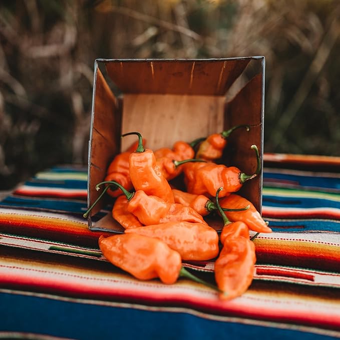 Habanada Pepper - 10 Seeds - Heatless Habanero Pepper, Sweet & Citrusy Flavor, Non-GMO, Heirloom Sweet Pepper Seeds for Planting in The Home Garden, Thresh Seed Company