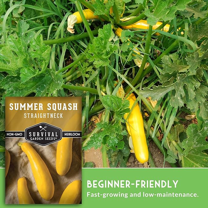 Survival Garden Seeds - Straightneck Summer Squash Seed for Planting - 2 Packets with Instructions to Plant and Grow Yellow Squash in Your Home Vegetable Garden - Non-GMO Heirloom Variety