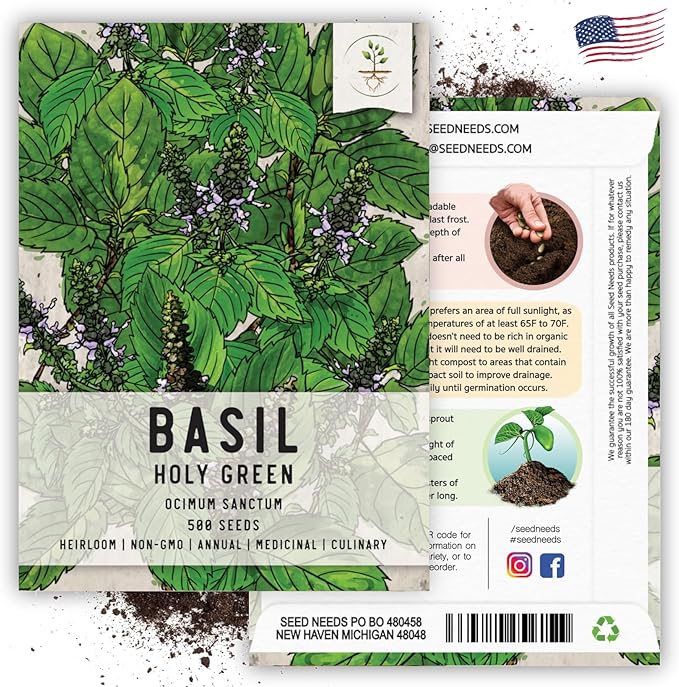 Seed Needs Holy Basil Tulsi Seeds for Planting - Non-GMO Heirloom & Untreated Medicinal Herbal Plants to Grow Indoors or Outdoors - Sacred Hindu Herbs (1 Pack)