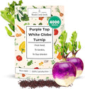 Woods Creek Seeds: Purple Top White Globe Turnip Seeds for Planting - Heirloom Root Vegetable Variety - Fast Growing Turnips with Edible Greens - Non-GMO Garden Seeds for Fall or Spring