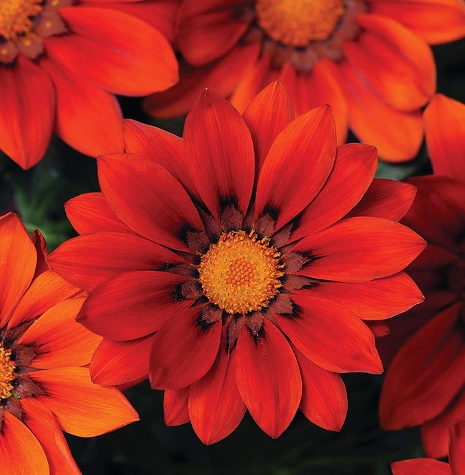 Outsidepride New Day Red Shades Gazania Seeds for Planting – 25 Pcs Perennial, Low-Maintenance, Drought-Tolerant Ground Cover Seeds for Vibrant Summer & Fall Flowers, Great for Outdoor Gardens