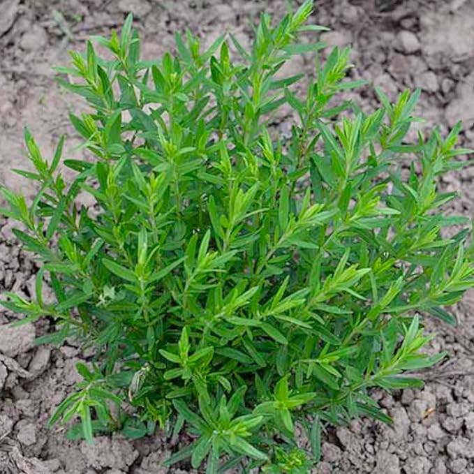 Seed Needs Hyssop Seeds for Planting Blue Hyssop Herbs - Non-GMO Heirloom & Untreated Hyssopus officinalis Seed to Plant an Indoor/Outdoor Medicinal Herb Garden (1 Pack)