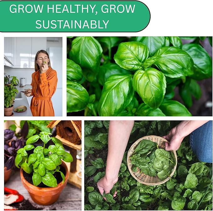 Woods Creek Seeds: Italian Large Leaf Basil Seeds for Planting - Over 2,900 Heirloom Non-GMO Italian Basil Seeds - Beginner Friendly Seed for Planting Herbs at Home, Outdoors, Indoors or Hydroponics