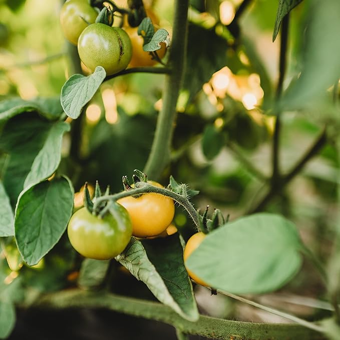 Galina's Yellow Siberian Cherry Tomato - 25 Seeds - Rare Russian Heirloom Tomato, Non-GMO Heirloom Yellow Cherry Tomato Seeds for Planting in The Home Garden, Thresh Seed Company