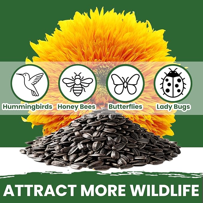 800+ Giant Teddy Bear Sunflower Seeds – Fluffy Double Yellow Petals – Extra Large Blooms – Non-GMO, Open Pollinated, Easy to Grow for Outdoor Garden