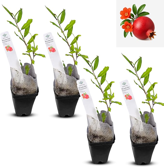 Live Pomegranate 'Wonderful' Plants (Punica Granatum 'Wonderful') - Fruit-Bearing, Drought-Tolerant, Easy to Grow (4 Pomegranate Wonderful Cups)