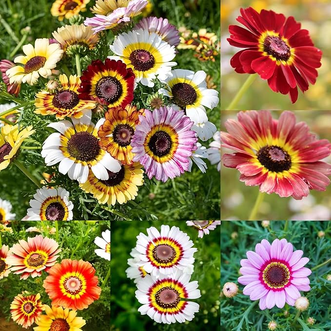 1200+ Perennial Painted Daisy Seeds - Perennial Chrysanthemum Flowers, Rainbow Mix for Outdoor Planting, Fragrant Flowers Attract Butterflies, Home Garden Essential